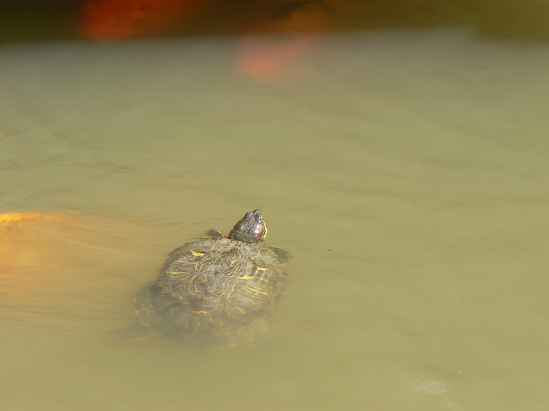 Even a turtle is in the act.